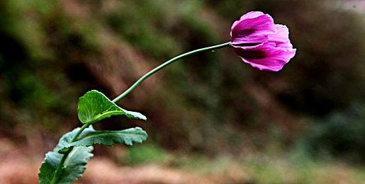 终于回归 暴雪嘉年华2023定于11月3-4日举行